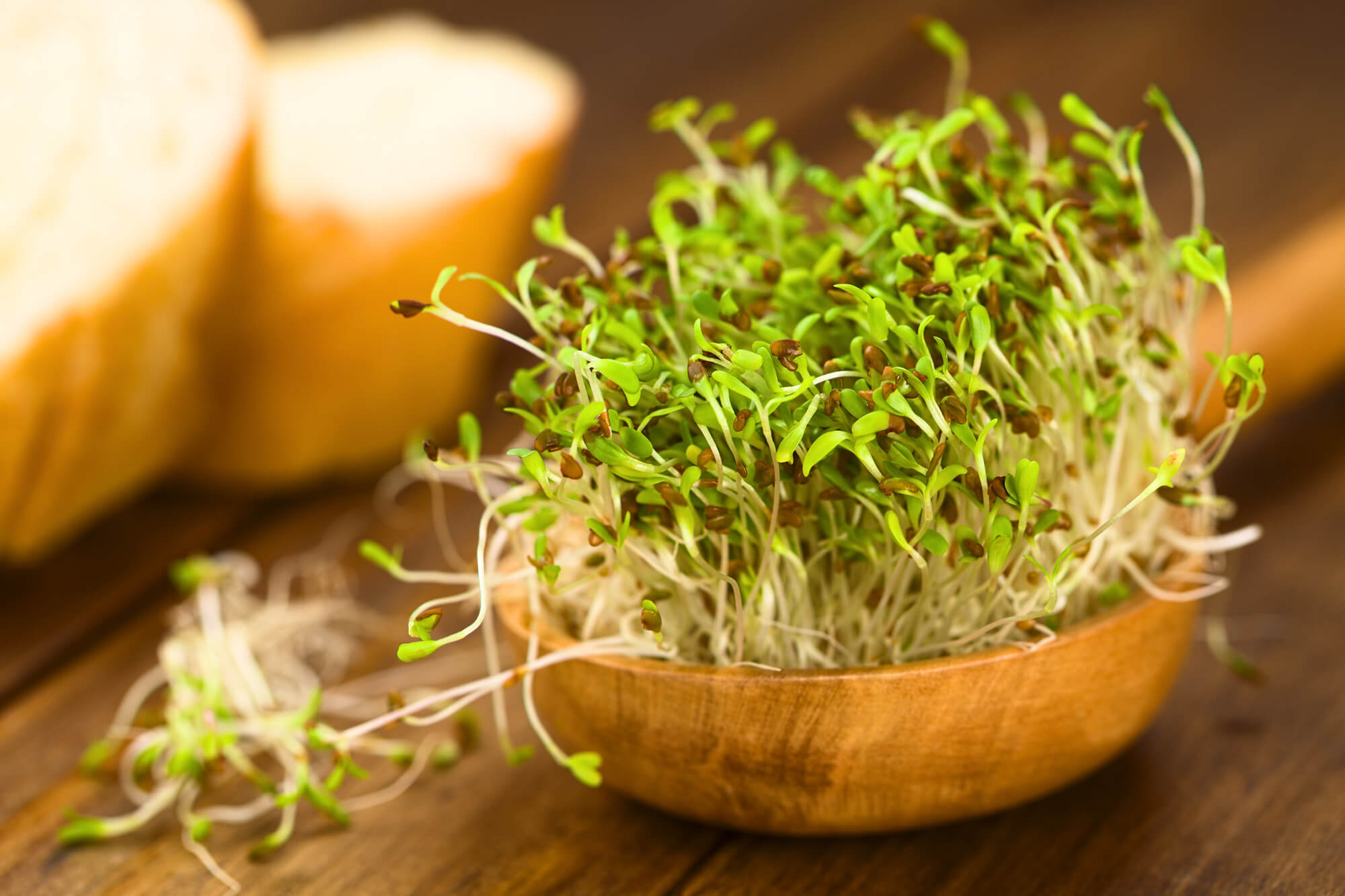 Alfalfa Tree In Bengali